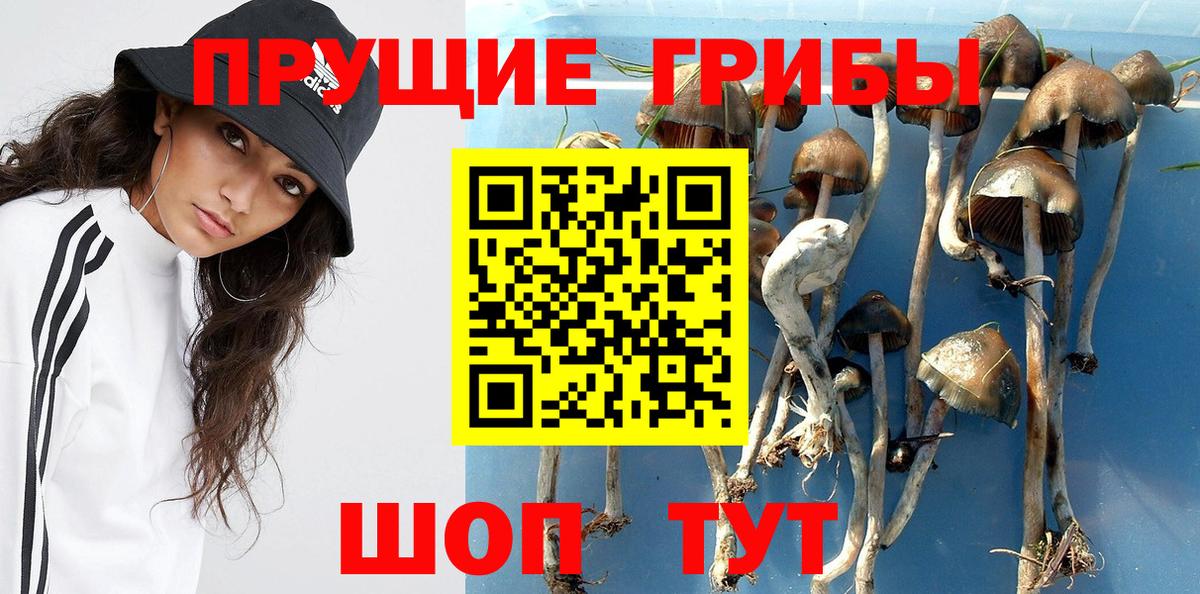 Галлюциногенные грибы Cubensis  Вход с VPN  Бугуруслан 